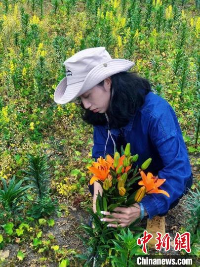 村民采摘百合花?！∪捞量h委宣傳部供圖