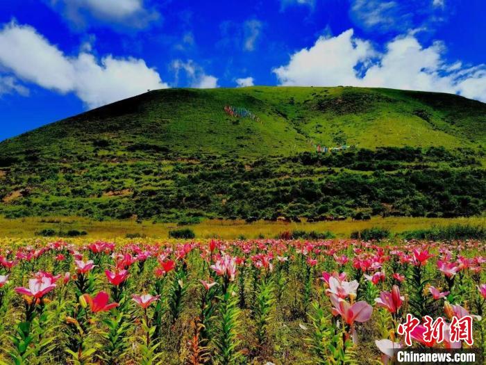近百畝百合花競(jìng)相開放，景色誘人?！∪捞量h委宣傳部供圖