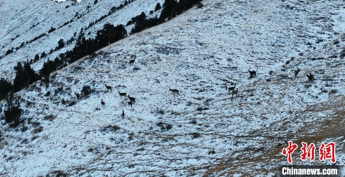 圖為巖羊和馬鹿集體在雪地里休憩?！《继m縣融媒體中心 供圖