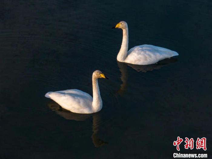 圖為兩只天鵝在湖中游蕩?！『螁⒔?攝