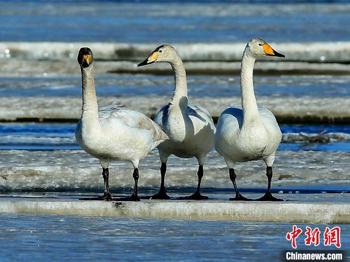 圖為三只天鵝在湖面上曬太陽?！『螁⒔?攝