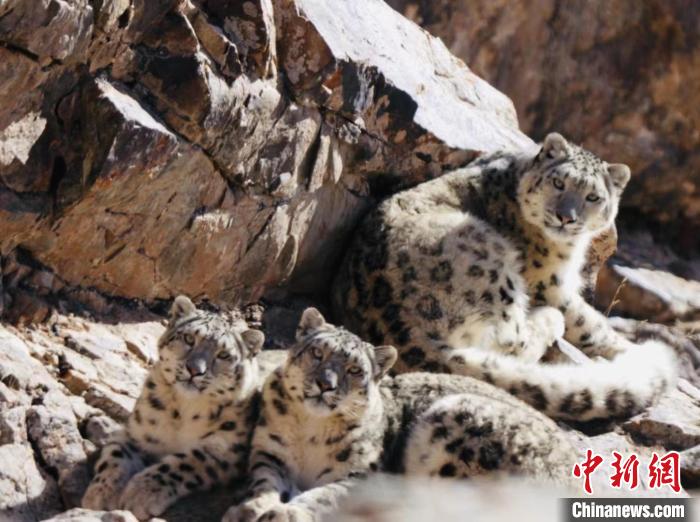 青海都蘭：雪豹、兔猻等多種珍稀野生動(dòng)物亮相