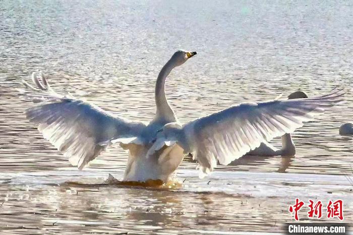 圖為一只大天鵝在水中沐浴?！?yán)桉 攝