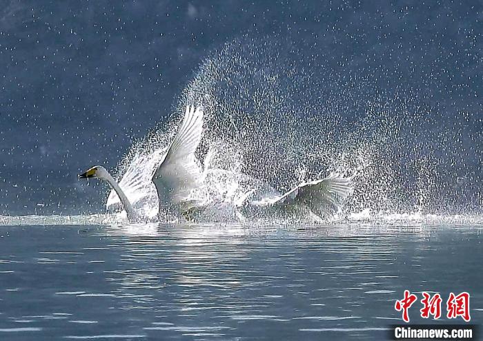 圖為大天鵝在水中嬉戲。　嚴(yán)桉 攝