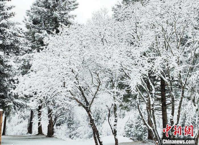 大熊貓國家公園王朗片區(qū)春雪如畫，宛若仙境。　羅春平 攝