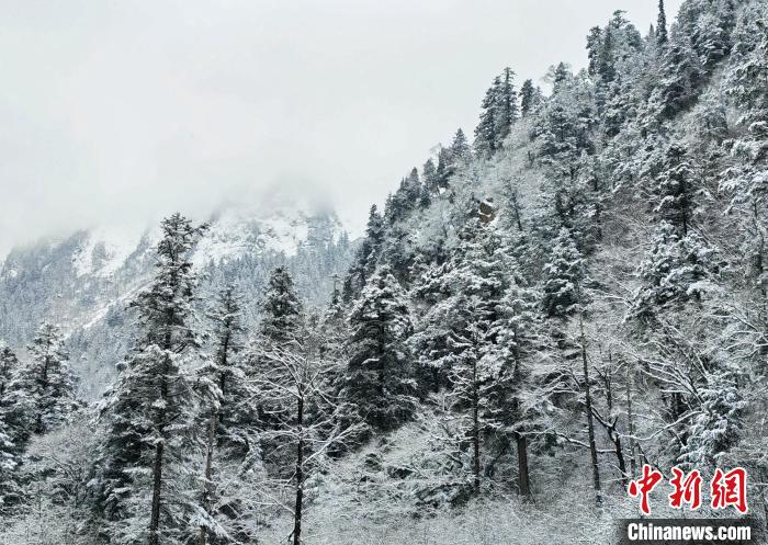 大熊貓國家公園王朗片區(qū)春雪如畫，宛若仙境。　羅春平 攝
