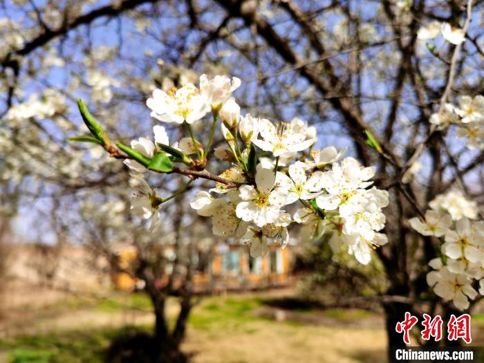 圖為梨花。　張?zhí)砀?攝