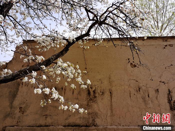 圖為一面土墻旁邊的梨花?！?zhí)砀?攝