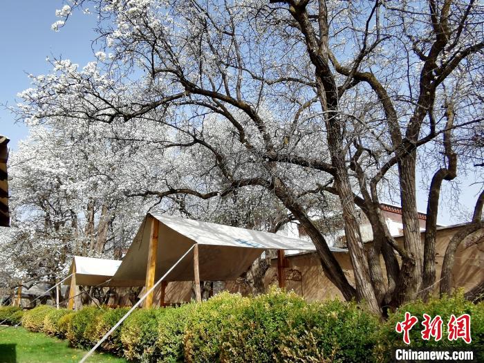 圖為尖扎噶達(dá)莊園內(nèi)的梨花。　張?zhí)砀?攝