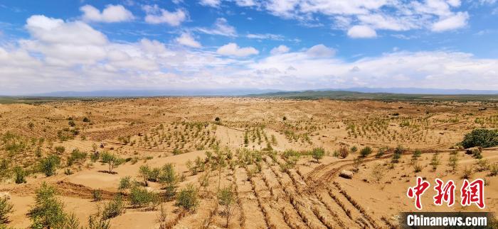 資料圖為貴南縣黃沙頭的防沙治沙草方格?！∑钤鲚?攝