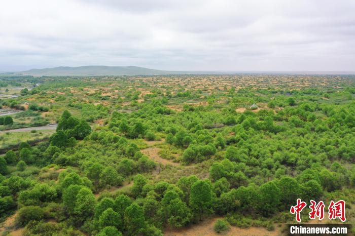 資料圖為航拍黃沙頭防沙治沙區(qū)植被?！∑钤鲚?攝