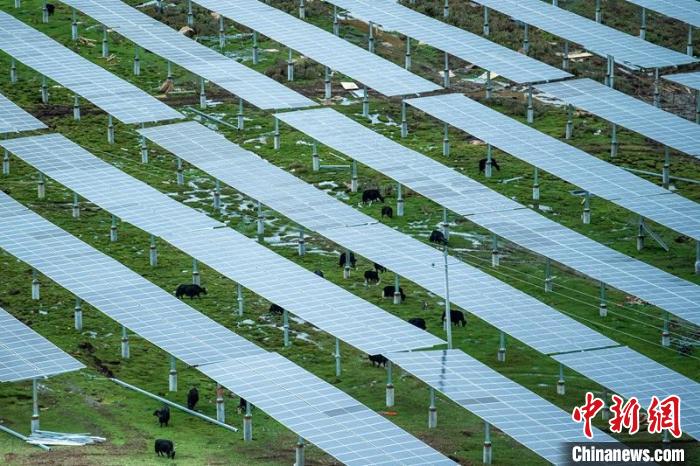 柯拉光伏板距地面高度超過1.8米，可滿足植被生長需要，又能保障牛羊放牧空間，實(shí)現(xiàn)“牧光”互補(bǔ)?！⒅铱?攝