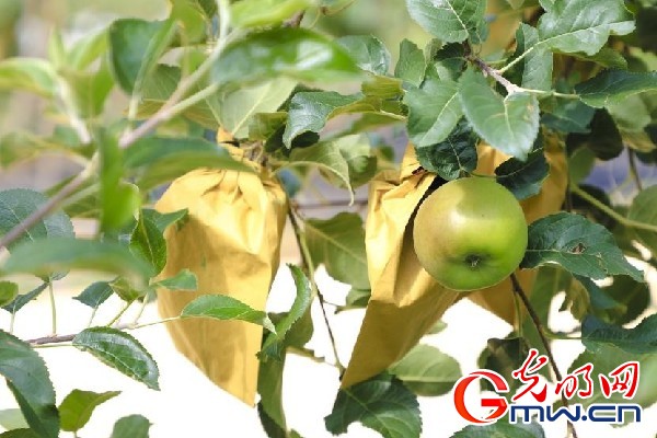 我們的家園｜小蘋果帶動大產業(yè)，帶你看看這座阿壩州小村的鄉(xiāng)村振興新模式