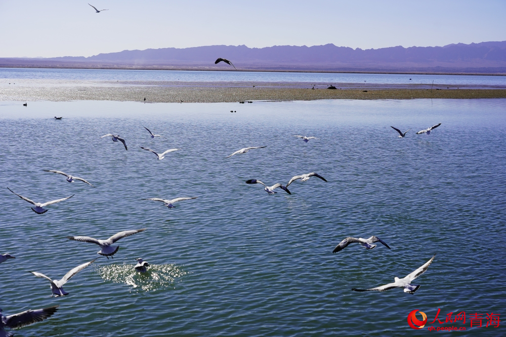 可魯克湖水鳥群飛。人民網(wǎng) 陳明菊攝