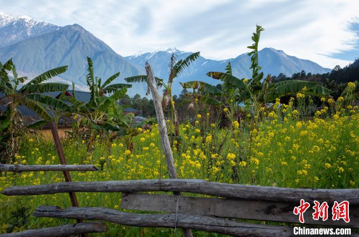 種獼猴桃、耙耙柑西藏林芝下察隅千方百計(jì)為民眾“鼓腰包”