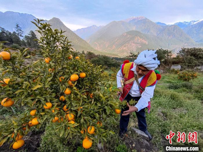林芝下察隅鎮(zhèn)京都村101畝耙耙柑豐收?！〗w波 攝