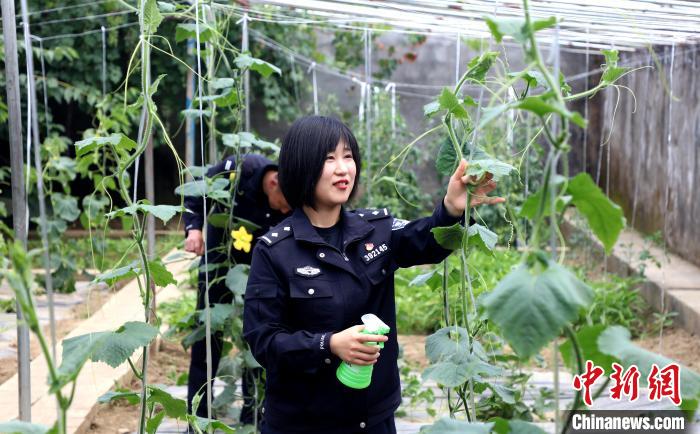 圖為李冬雪在溫室大棚里勞作?！∥鞑爻鋈刖尺叿罊z查總站供圖