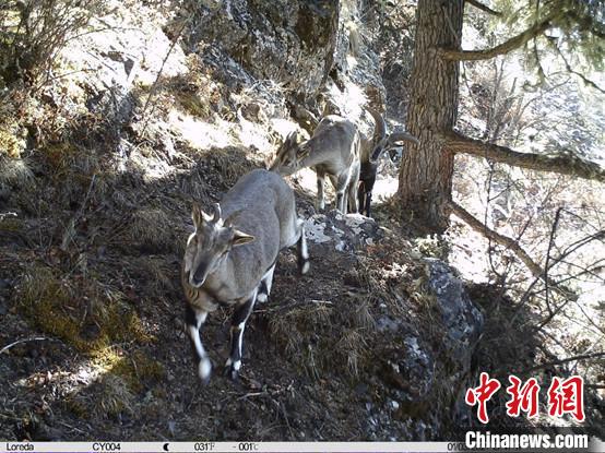 圖為相同位點(diǎn)記錄到的雪豹主要獵物—巖羊。　中國(guó)科學(xué)院昆明動(dòng)物研究所提供