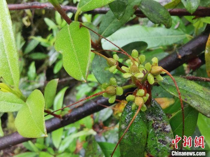 圖為折萼杜鵑果實圖?！≈锌圃豪ッ髦参镅芯克峁? oldsrc=