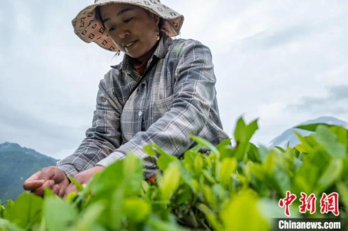 圖為墨脫縣背崩鄉(xiāng)門巴族民眾采摘茶葉。