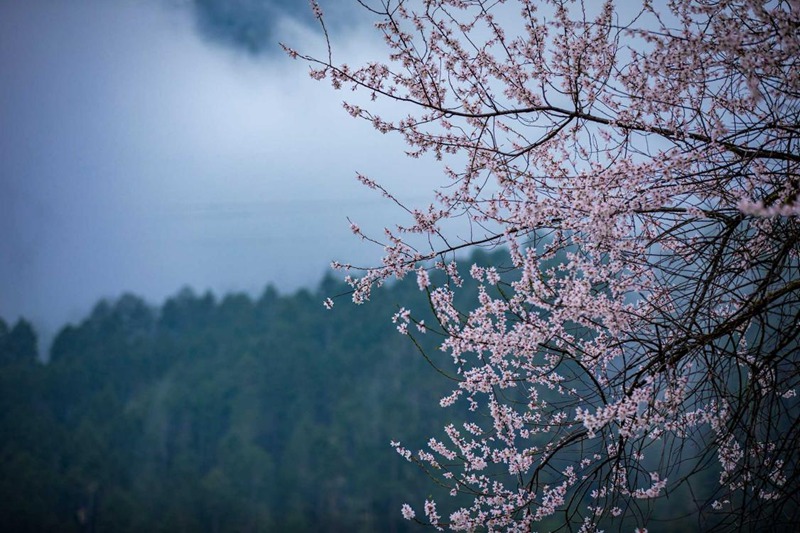 盛開(kāi)的桃花。張靜攝