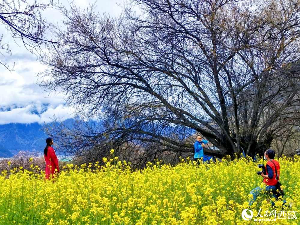 游客在桃花下拍照留念。人民網(wǎng) 李海霞攝