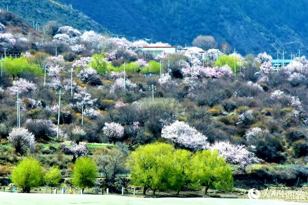 村莊掩映在桃花林中。人民網(wǎng) 李海霞攝