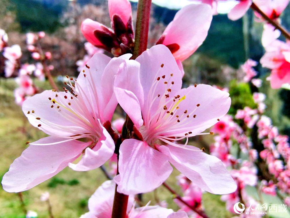 林芝桃花開。人民網(wǎng) 李海霞攝