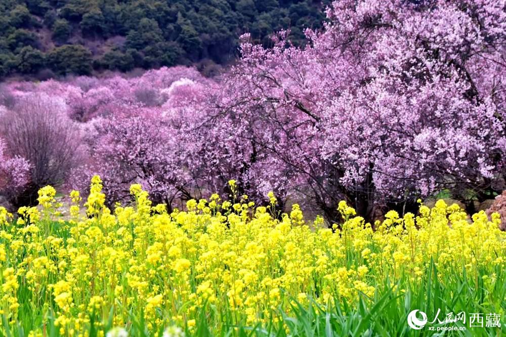 桃花與油菜花交相輝映。人民網(wǎng) 李海霞攝