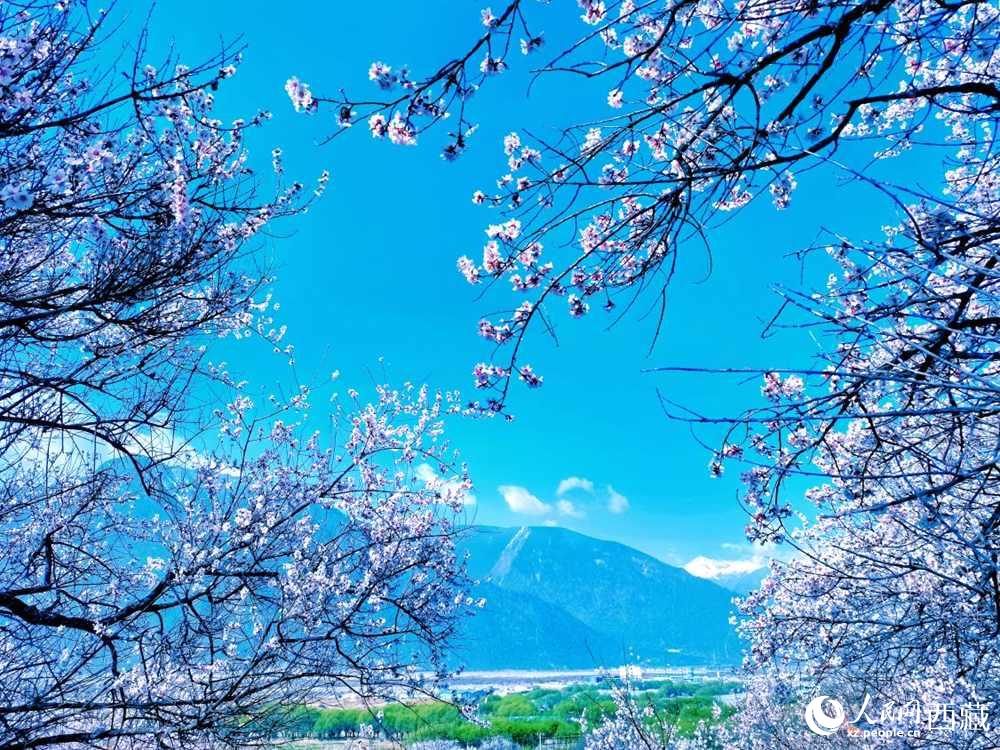 桃花在藍天白云的映襯下分外好看。人民網(wǎng) 李海霞攝
