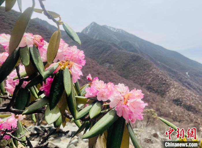 近日，西藏自治區(qū)山南市加查縣索囊溝的杜鵑花競相綻放?！∪轿木?攝