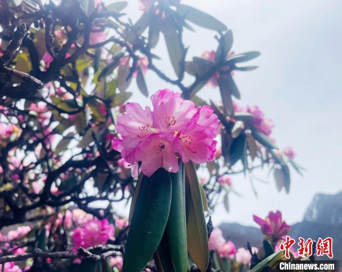 近日，西藏自治區(qū)山南市加查縣索囊溝的杜鵑花競相綻放?！∪轿木?攝