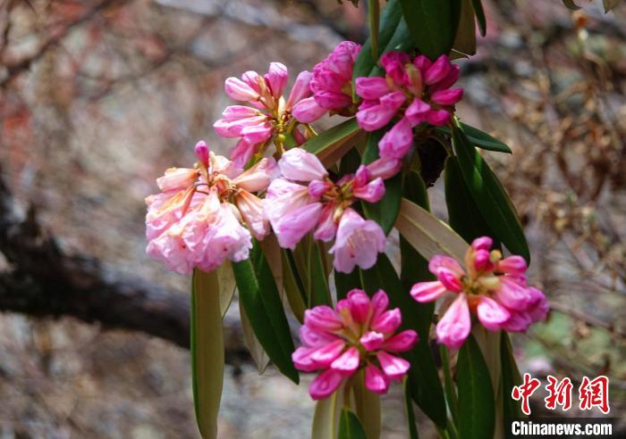 近日，西藏自治區(qū)山南市加查縣索囊溝的杜鵑花競相綻放?！∪轿木?攝