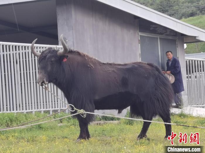 探訪全國最大牦牛產(chǎn)學(xué)研基地：“大通牦?！备牧己笠峒s180萬頭