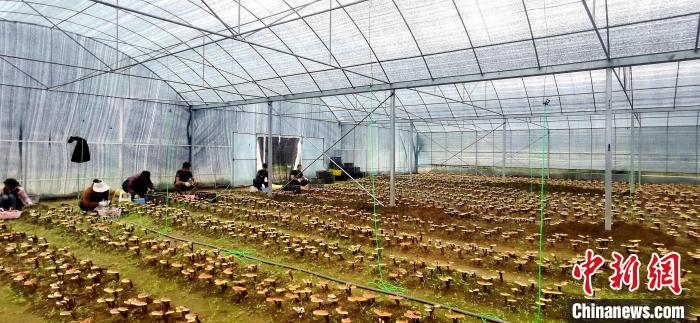 圖為紅太陽(yáng)科技示范家庭農(nóng)場(chǎng)組織民眾采收靈芝?！∑酱胪喙﹫D