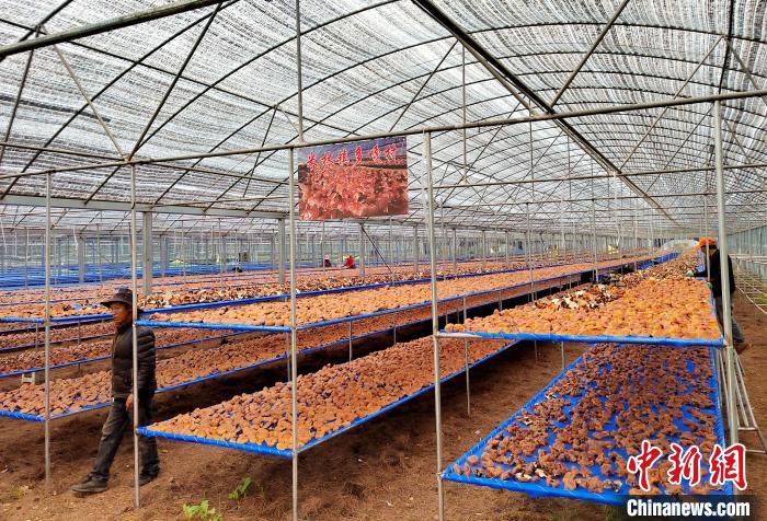 圖為紅太陽(yáng)科技示范家庭農(nóng)場(chǎng)采收的靈芝。　平措旺青供圖