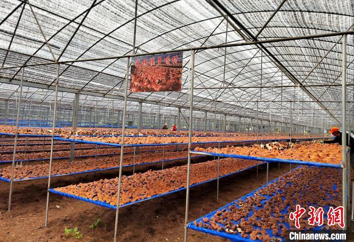圖為紅太陽(yáng)科技示范家庭農(nóng)場(chǎng)采收的靈芝。　平措旺青供圖