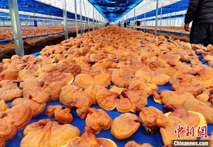 圖為紅太陽(yáng)科技示范家庭農(nóng)場(chǎng)采收的靈芝。　平措旺青供圖