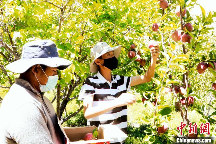 圖為西藏阿里札達(dá)縣底雅鄉(xiāng)村民在自家果園采摘果實(shí)?！“⑼?攝