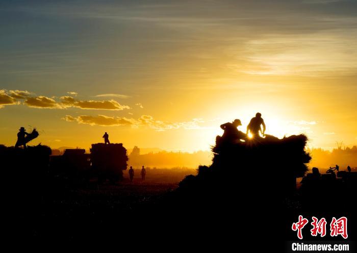圖為夕陽(yáng)下農(nóng)民正在收割青稞。　日喀則文聯(lián)供圖