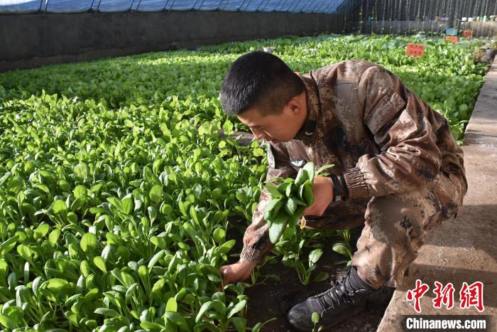 圖為阿里軍分區(qū)某邊防團官兵在溫室摘菜?！￡悋[岳 攝