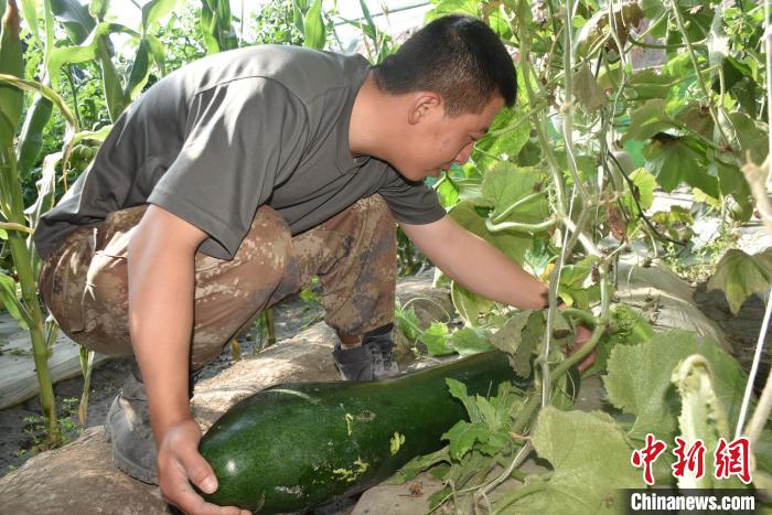 圖為阿里軍分區(qū)某邊防團官兵在溫室摘菜?！￡悋[岳 攝