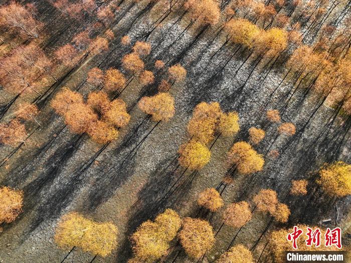 入冬時節(jié)，雅魯藏布江畔的樹林一片金黃?！《拘?攝
