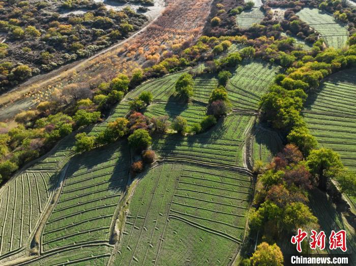 圖為11月8日，雅魯藏布江畔的高原梯田。　董志雄 攝