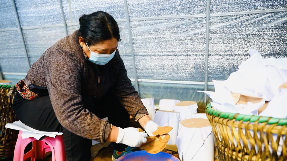 采收靈芝孢子粉。