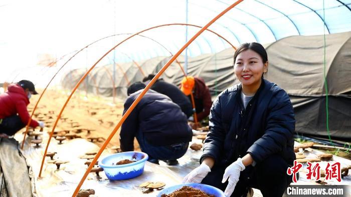 圖為農(nóng)民采收靈芝孢子粉?！∴嚢?攝
