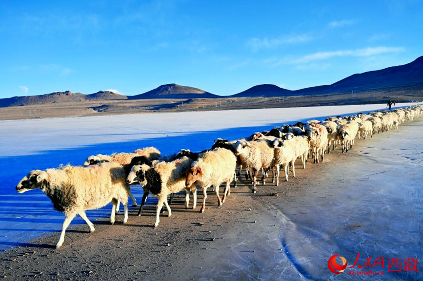 羊群排著隊穿過普莫雍錯。 人民網(wǎng) 李海霞攝