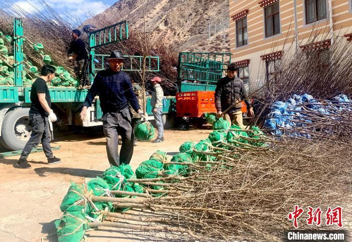民眾搬運苗木?！〔际忻⒖悼h委宣傳部供圖