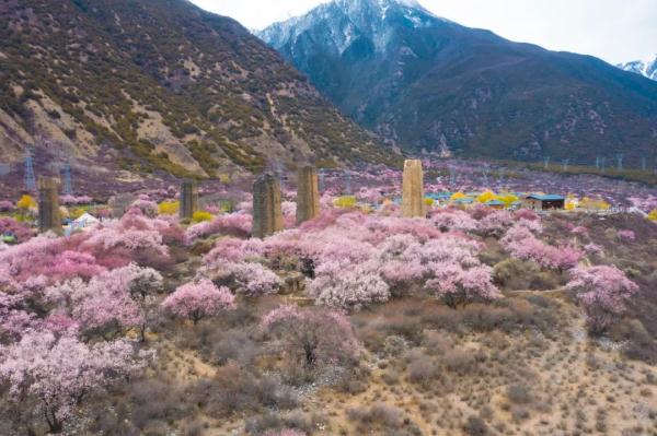 人間桃花源！林芝桃花有多絕？