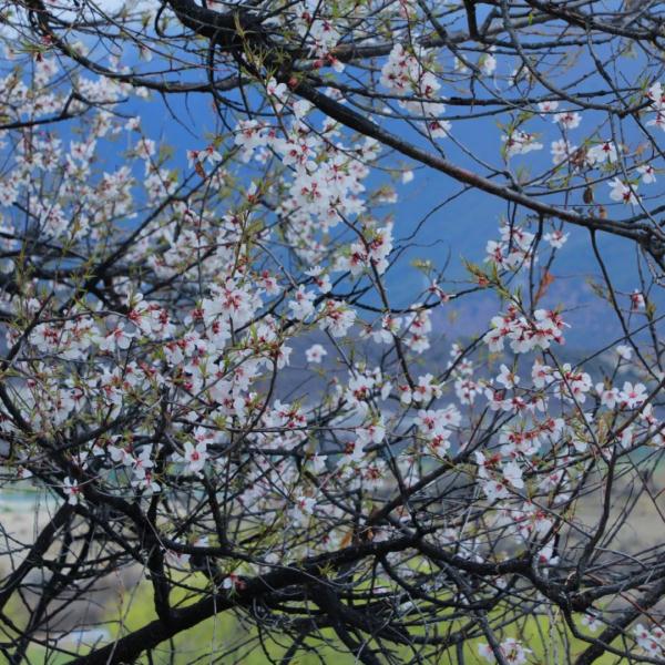 人間桃花源！林芝桃花有多絕？